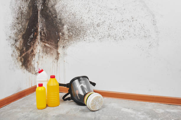 Best Toxic Mold Removal  in Encinitas, CA