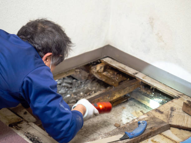 Best Black Mold Removal  in Encinitas, CA