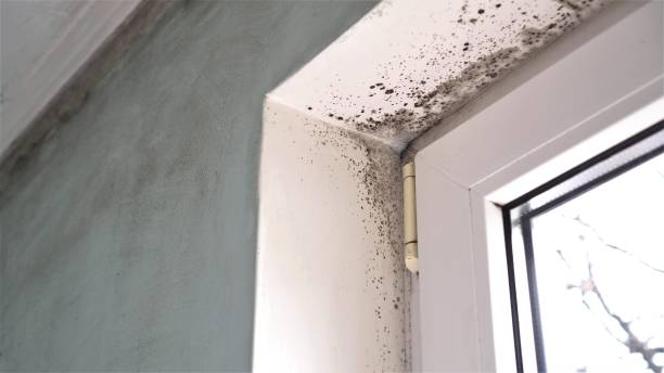 Office Mold Removal Services in Encinitas, CA
