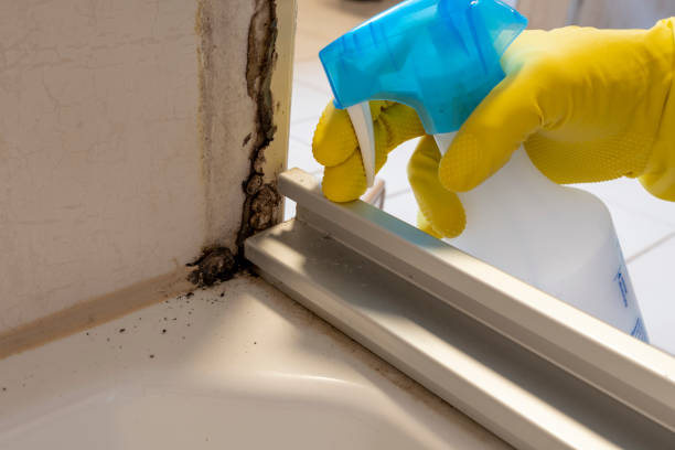 Best Residential Mold Removal  in Encinitas, CA