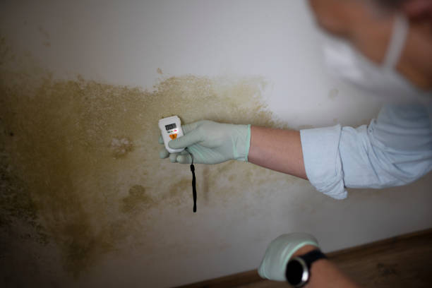 Best Crawl Space Mold Removal  in Encinitas, CA