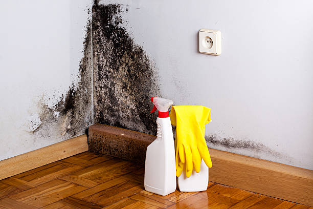Best Certified Mold Removal  in Encinitas, CA