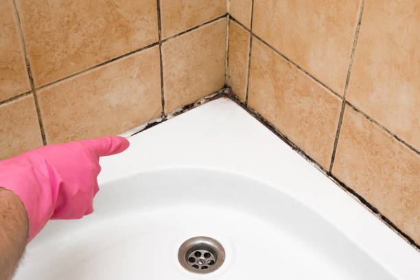 Best Mold Cleaning Services  in Encinitas, CA